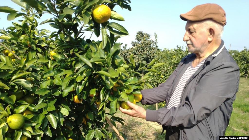 Astaralı fermer qiymətdən, maya dəyərindən və qayğılardan danışır...