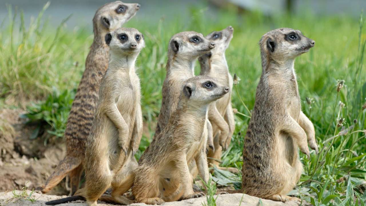 WWF: 'Dünya meşələrindəki heyvanların sayı yarıbayarı azalıb'