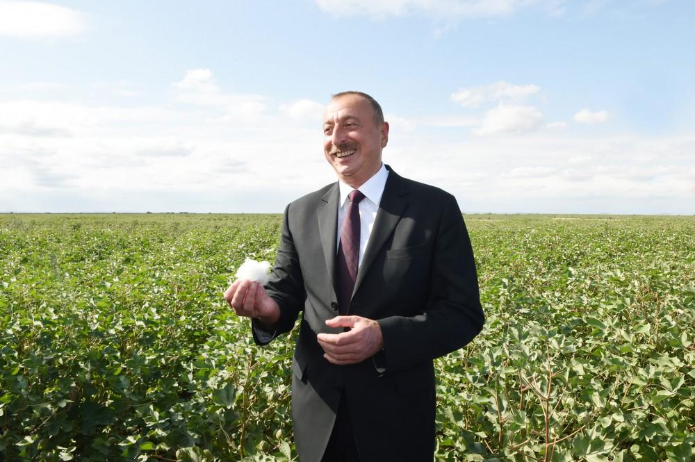 Kasıblaşan Azərbaycanın pambıqçılıq arzuları