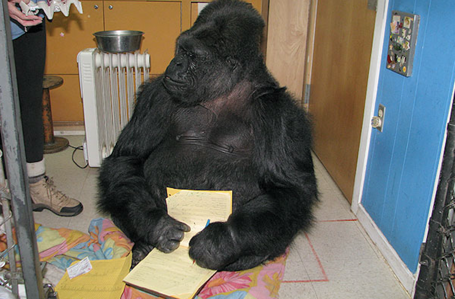 Sual haqqında bədii fəlsəfi esse - Seymur Baycan