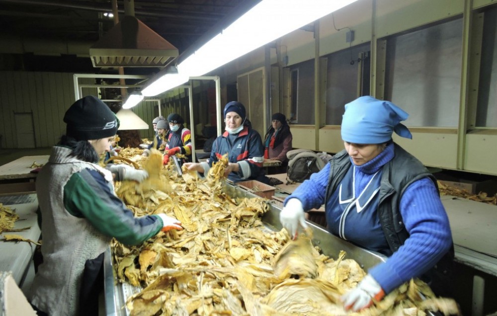 Azərbaycana tütün və tütün əvəzedicilərinin ixracı azalıb