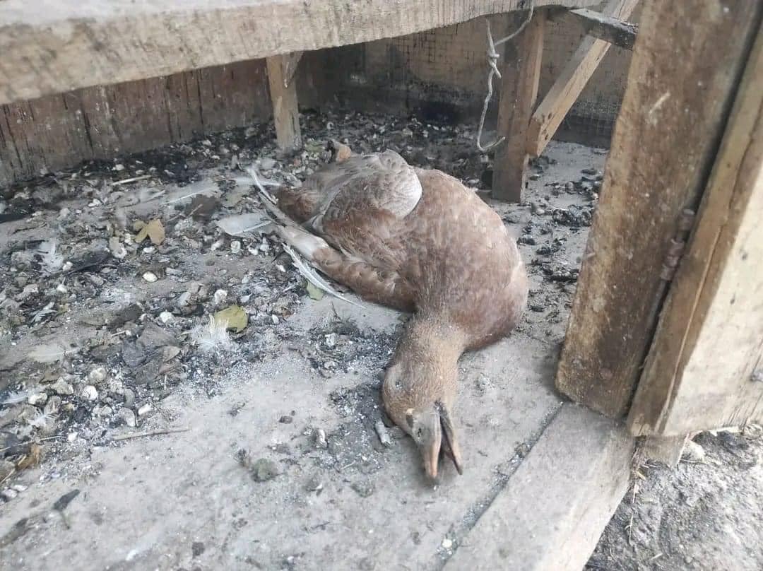 Davam edən meşə yanğınları əhalinin əmlakına zərər vurub, ev heyvanları tələf olub