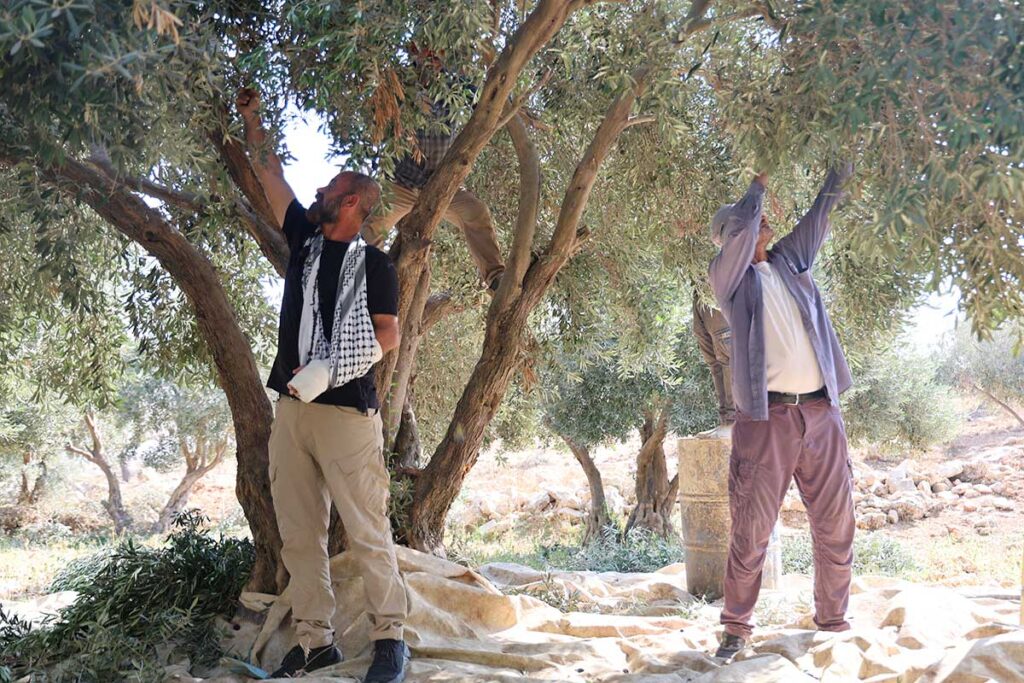Mahmoud con il braccio sinistro fasciato e leato al collo intento a raccogliere le olive.