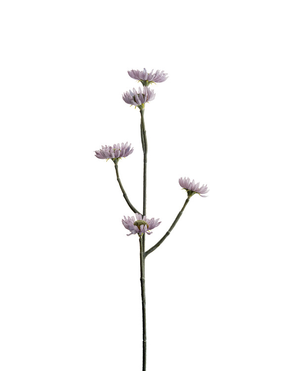 Koristekasvi Eternell, Vihreä