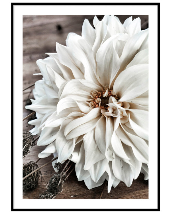 Poster Big white flower, Off-white