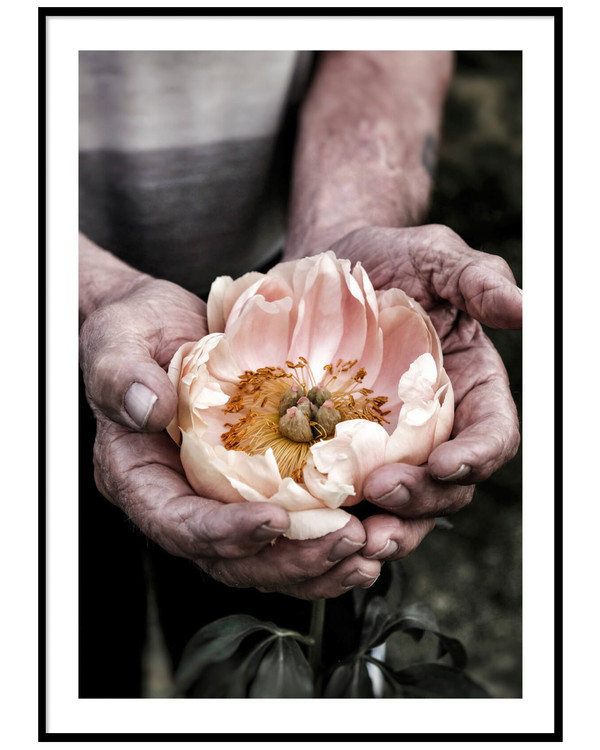 Poster Holding a flower, Rosa