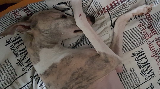 Luksuzno putovanje za Vas i Vašeg ljubimca