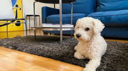 Apartmani na dan za kućne ljubimce