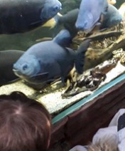 Akvarijum i tropikarijum Beograd