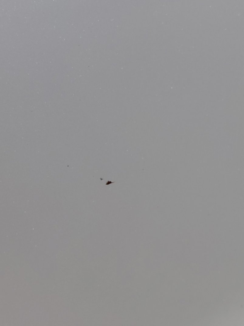 Toyota Corolla XLI EXECUTIVE M/R 2023 image