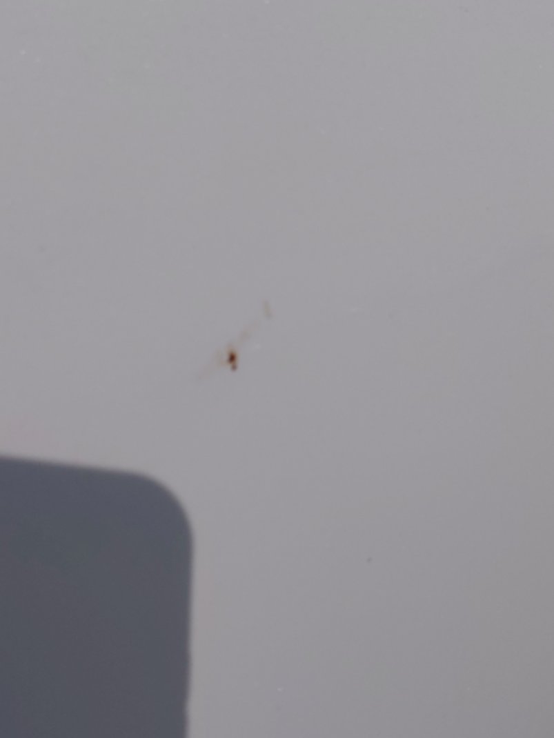 كيا Seltos LX  2023 image