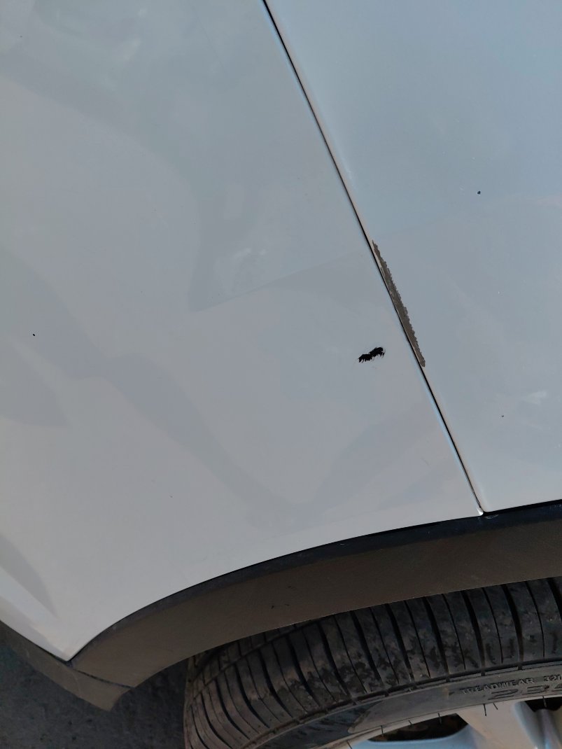 فورد اسكيب -  اس اي (ترند) سبورت 2019 image