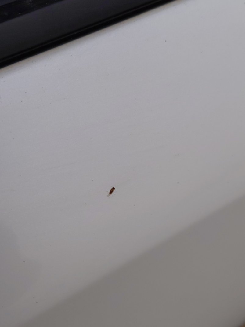 تويوتا كورولا XLI 2020 image