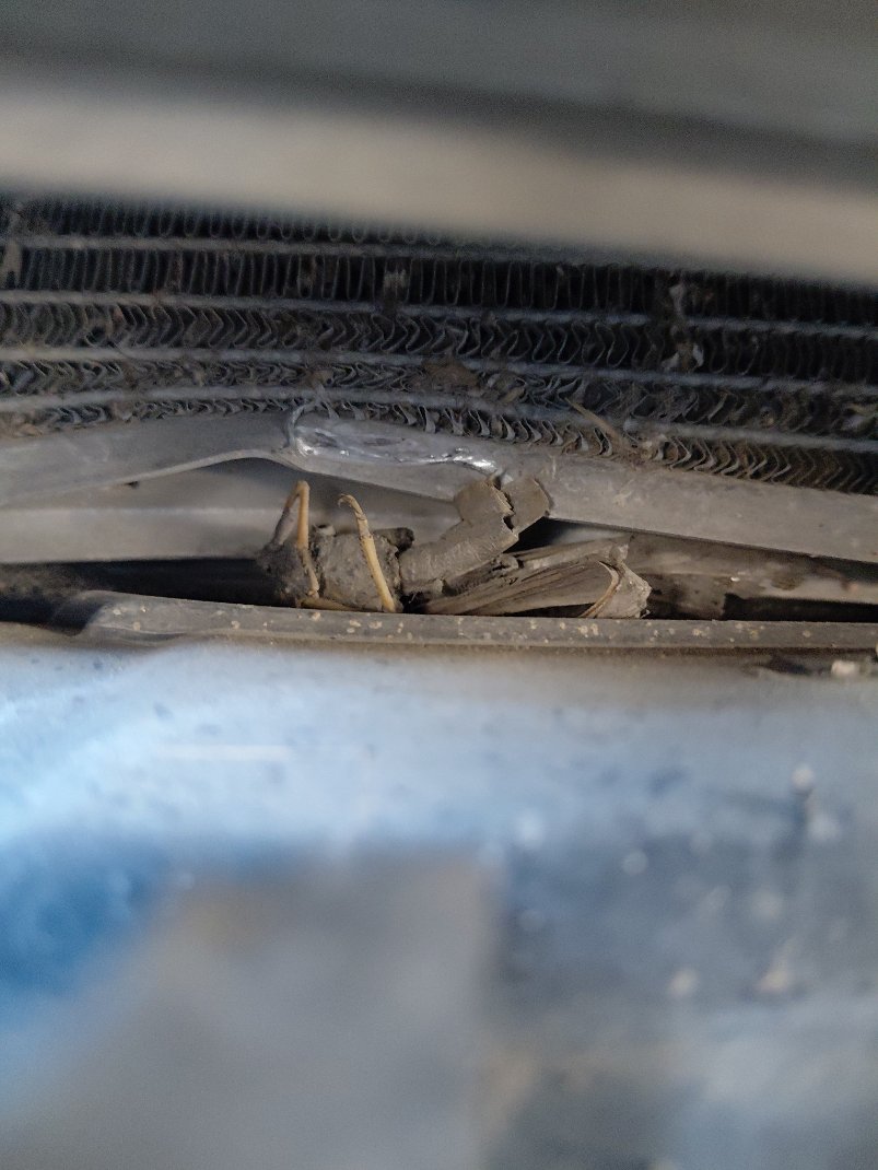 تويوتا كورولا XLI 2022 image