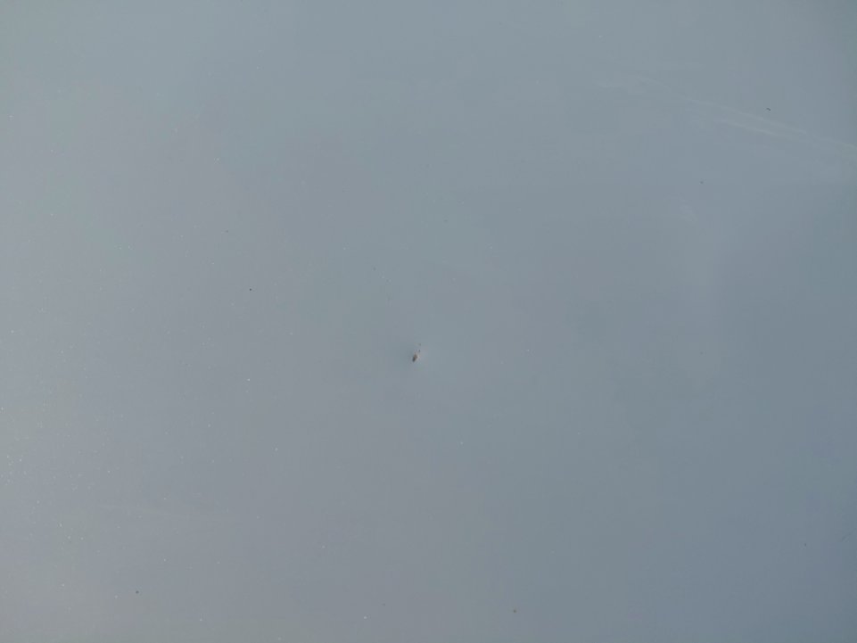 تويوتا كورولا XLI 2022 image