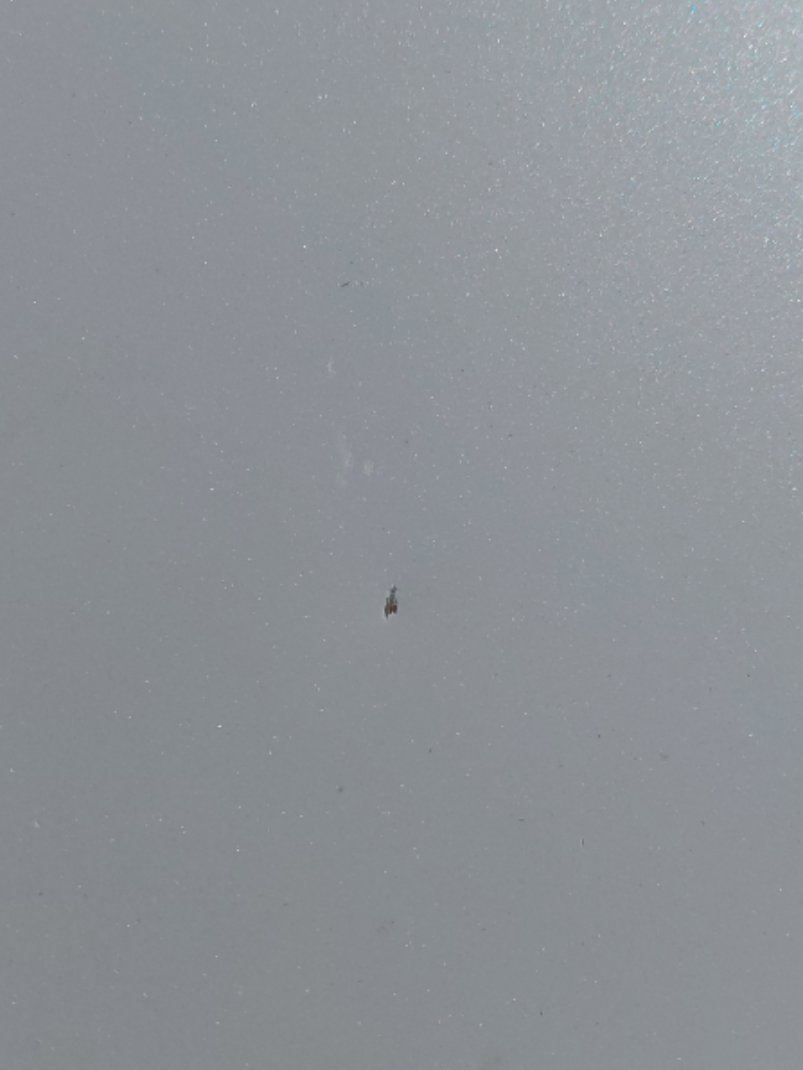 تويوتا يارس Y PLUS 2023 image