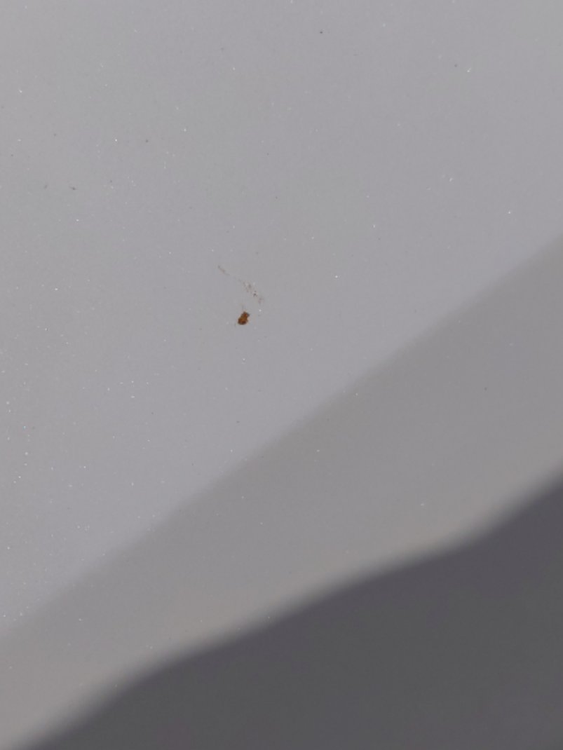 Toyota Corolla XLI EXECUTIVE M/R  2021 image