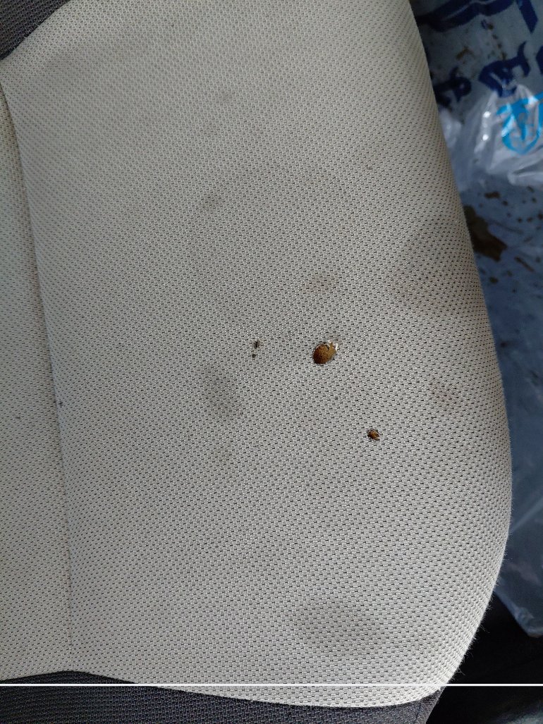 Toyota Corolla XLI 2021 image