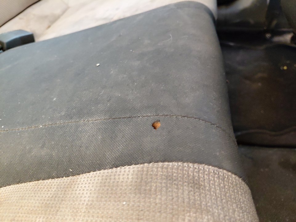 هيونداي أكسنت FLEET  2022 image