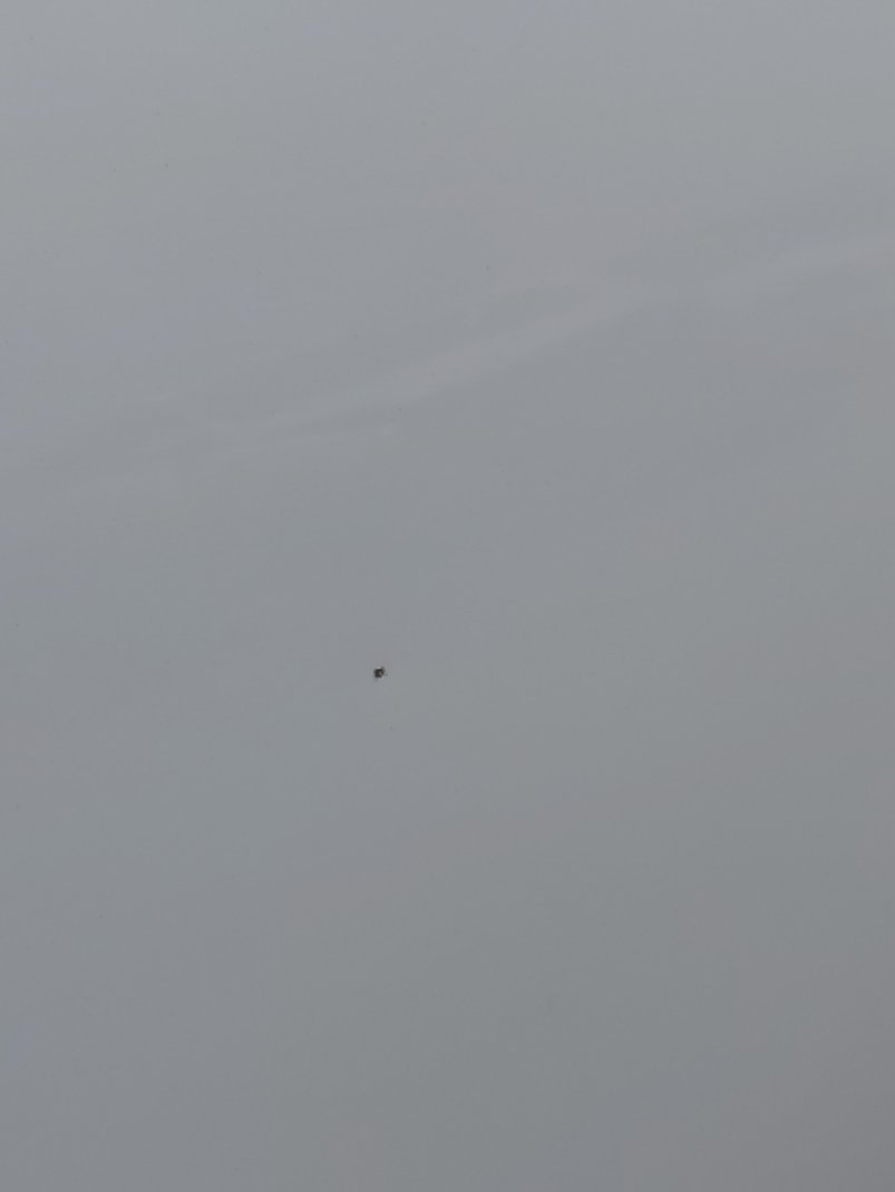 إم جي 5  2024 image