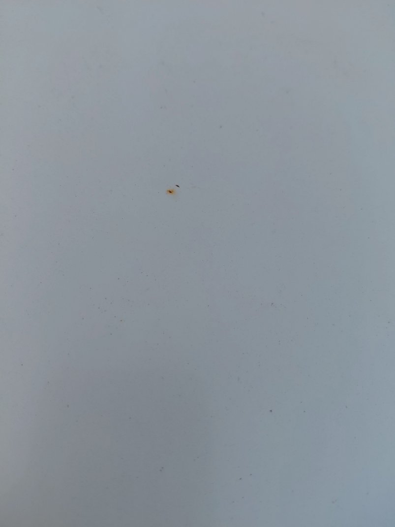 Toyota Corolla XLI EXECUTIVE  2020 image