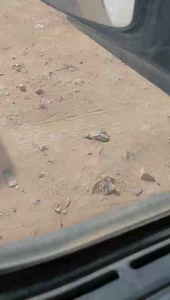 مان TGS 19.440 رأس تريلا حمولة المركبة 2 طن 2015 video