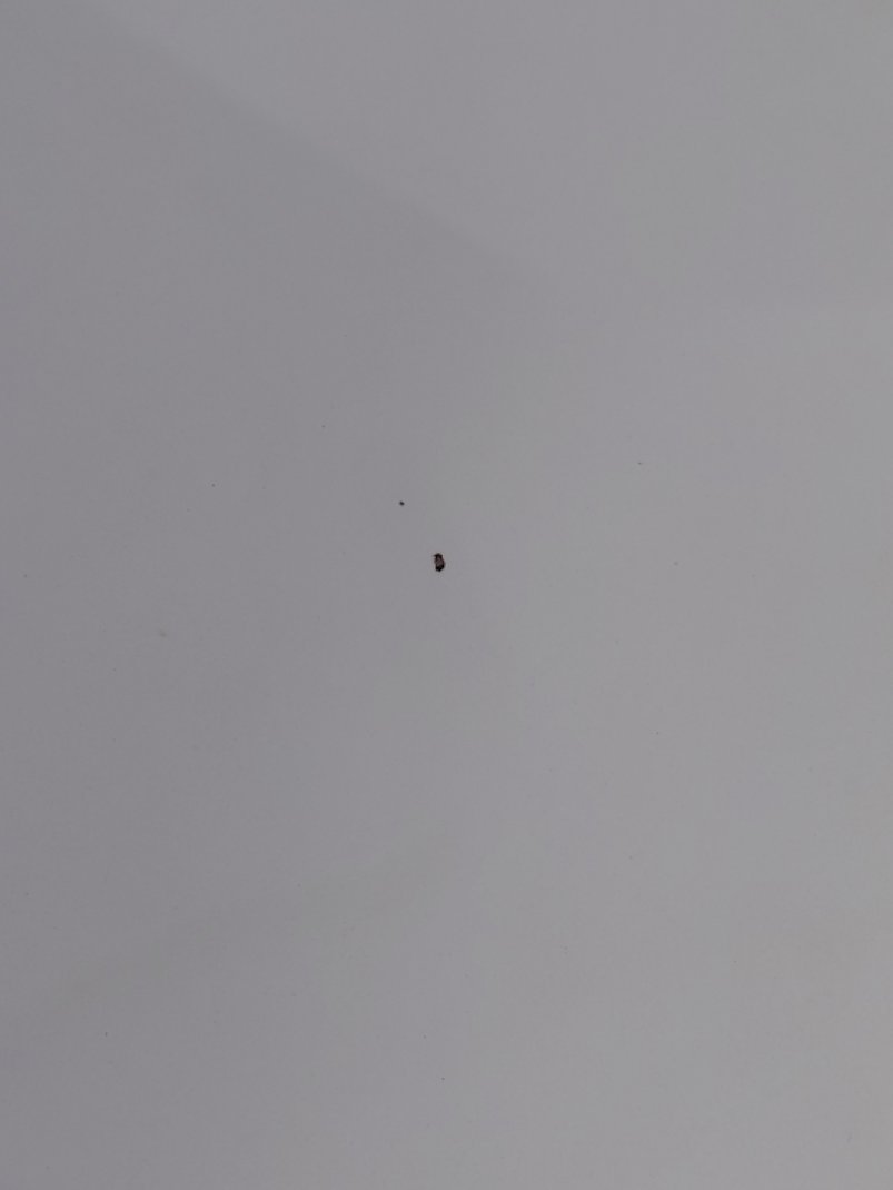 تويوتا إف جي كروزر 1 Sport  2023 image