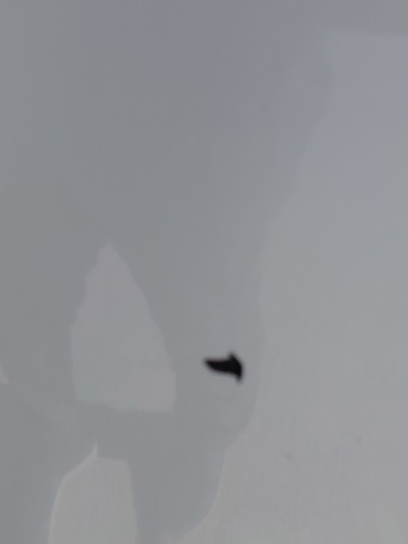 ايسوزو MUX  2023 image