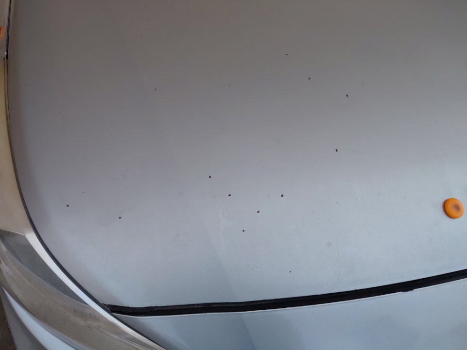 Hyundai Accent STD 2020 image