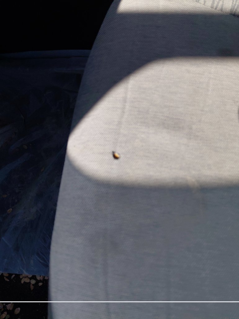 كيا بيجاس LX FWD 2024 image