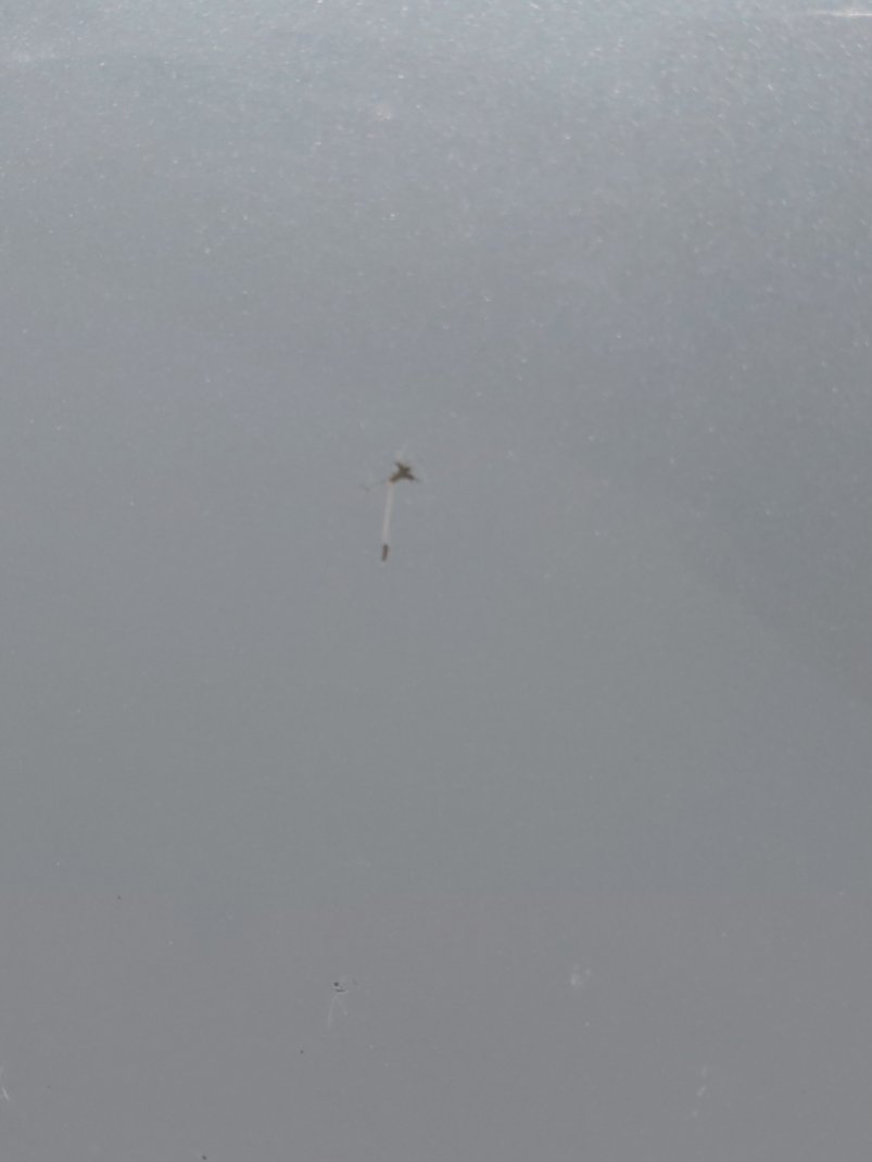 Toyota Corolla XLI EXECUTIVE M/R  2020 image