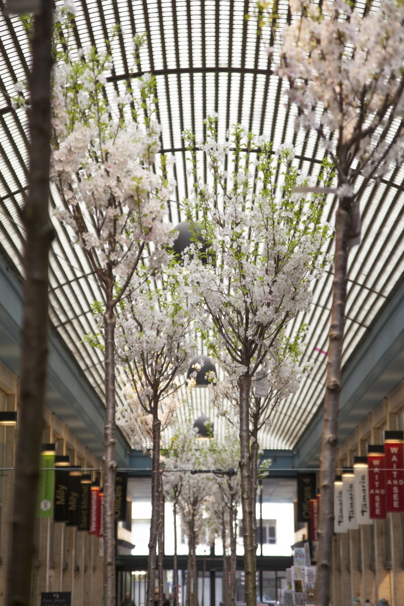Des Cerisiers Du Japon La Galerie Ravenstein Brusselslife be
