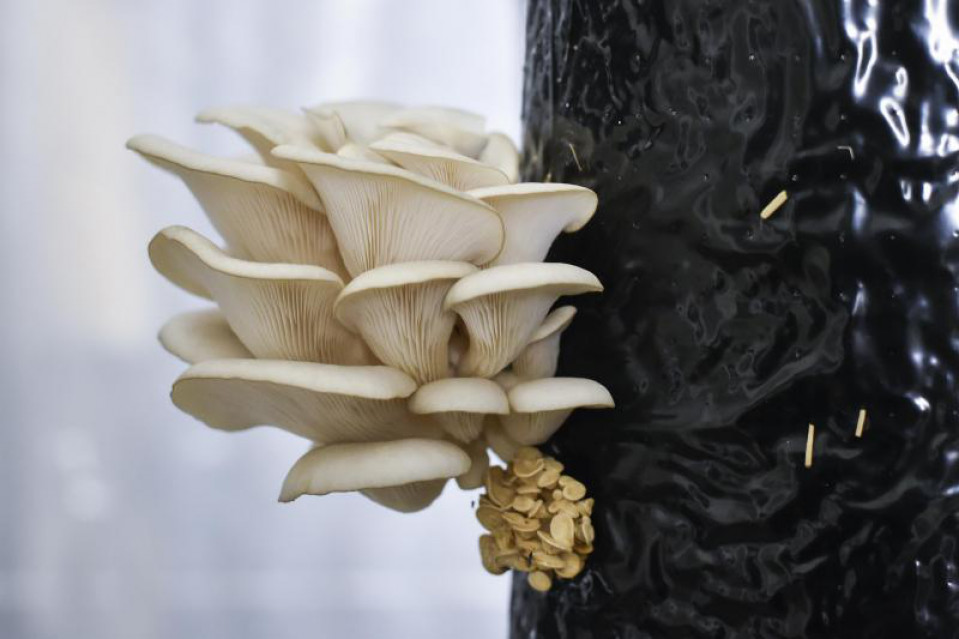 PermaFungi for a greener world.