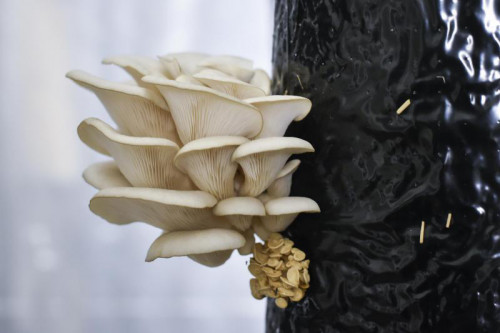 PermaFungi for a greener world.