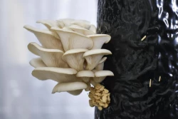 PermaFungi for a greener world.