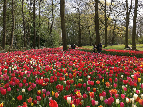 Floralia Brussels 2022, an event for nature lovers.