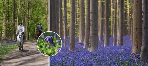 Quand le Hallerbos sort son tapis bleu