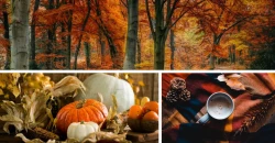 Survivre à l’automne à Bruxelles