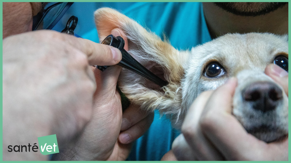 Pourquoi souscrire une assurance pour son animal de compagnie ?
