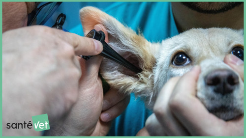 Pourquoi souscrire une assurance pour son animal de compagnie ?