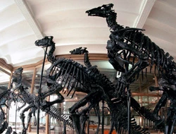 Musée des Sciences Naturelles