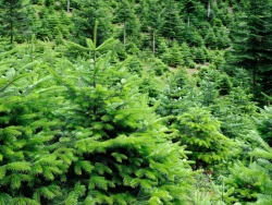 Kerstboomophaling