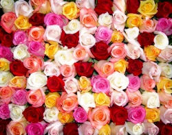 Choisissez la bonne rose !