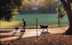 Où promener son chien à Bruxelles ?