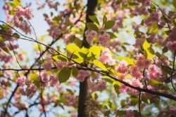 Les parcs bruxellois où se promener quand le soleil montre son nez