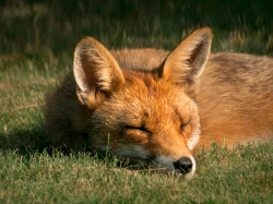 What to do about a fox in your yard