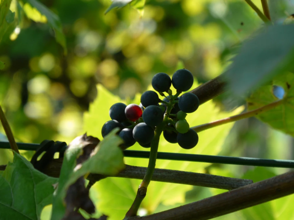 Des vins & vignobles il y en a beaucoup en France, Italie, et autres pays du Sud. Mais à Bruxelles, et environs il y a également quelques vignobles méconnus et à découvrir