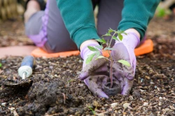 Potager et poulailler en ville: les meilleurs conseils pour Bruxelles