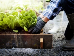 Chez Peas & Love, les fermiers plantent, vous récoltez