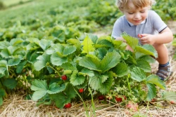 Où cueillir des fruits et des fleurs à Bruxelles ?